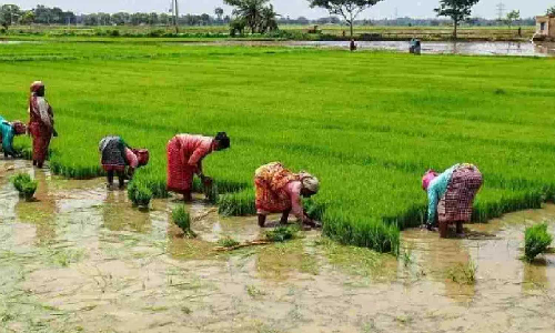 Relax crop insurance deadline, urge farmers Relax crop insurance deadline, urge farmers