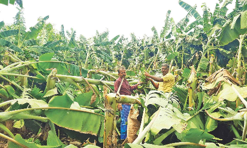 Gale destroys banana crop in Thanjavur