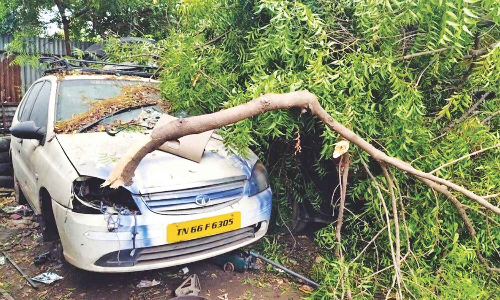 Three cars damaged in tree fall in Coimbatore