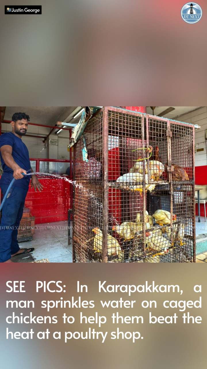 SEE PICS: In Karapakkam, a man sprinkles water on caged chickens to help them beat the heat at a poultry shop.