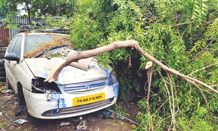 Three cars damaged in tree fall in Coimbatore