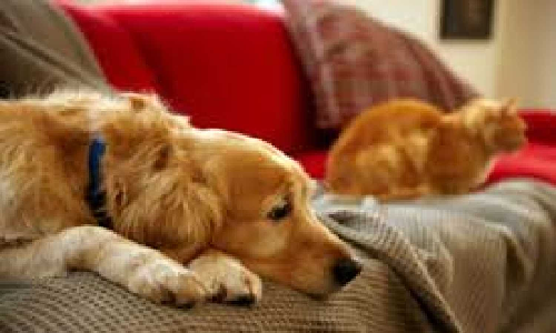 Keep pets hydrated, shampoo-cleaned, says Veterinarians Keep pets hydrated, shampoo-cleaned, says Veterinarians