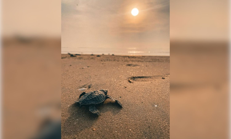 Tamil Nadu witnesses record 2.29 lakh Olive Ridley Turtle hatchlings this season