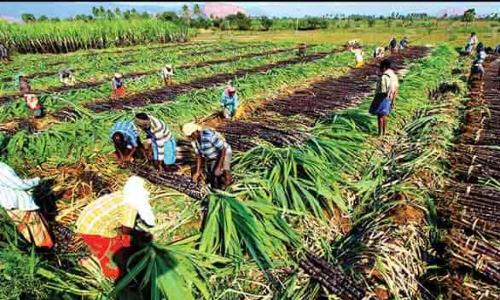 Mills urge TN sugarcane growers to increase acreage