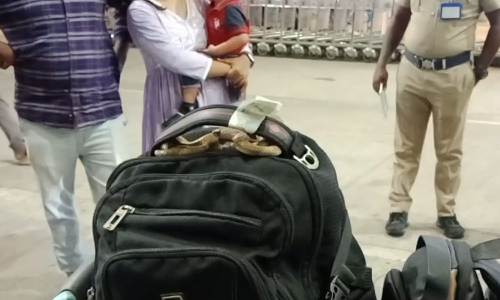 Snake coiled around luggage handle triggers panic at Chennai airport