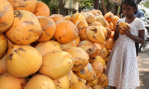 Tender coconuts in demand despite drop in yield Tender coconuts in demand despite drop in yield