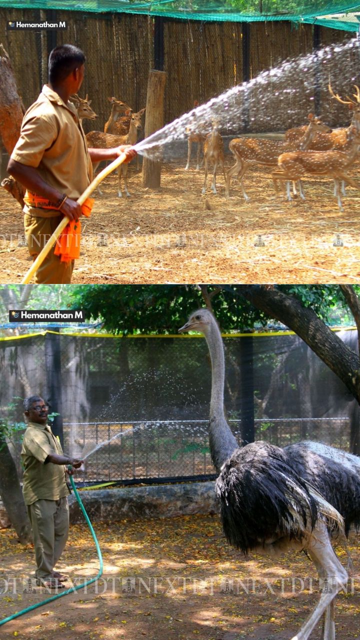 Ostriches, deer get water bath at Guindy Park Ostriches, deer get water bath at Guindy Park