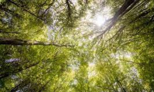 10,000 trees planted near Marakkanam to conserve migratory birds