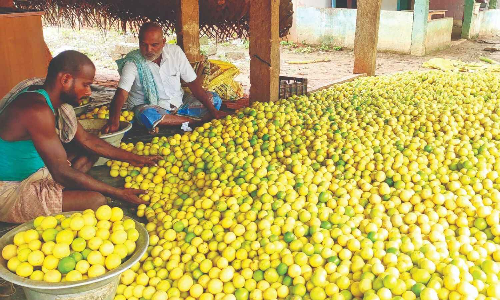 At Indias Lemon City Puliyangudi, farmers fret over drastic price drop