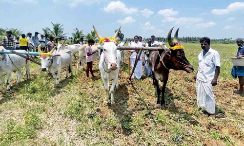 TNs Cauvery Delta eyes bumper harvest as Met predicts early SE monsoon onset TNs Cauvery Delta eyes bumper harvest as Met predicts early SE monsoon onset
