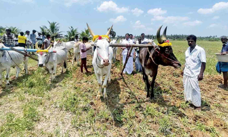 TNs Cauvery Delta eyes bumper harvest as Met predicts early SE monsoon onset TNs Cauvery Delta eyes bumper harvest as Met predicts early SE monsoon onset
