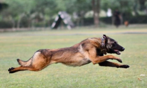 Watchdog death in Erode farmhouse triggers panic