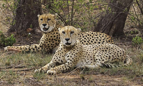 Iran wants to learn from Indias cheetah revival efforts: RTI Iran wants to learn from Indias cheetah revival efforts: RTI