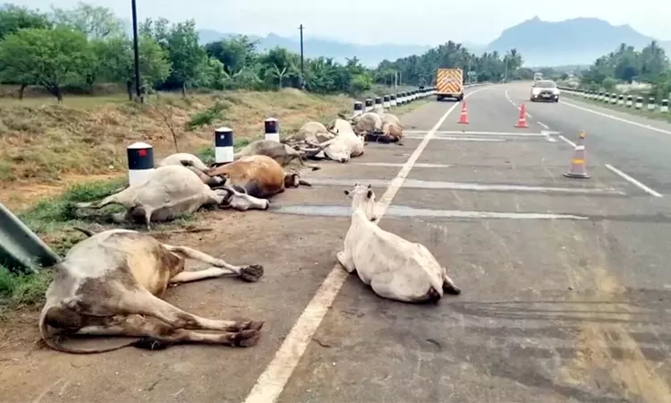 18 cows killed as government bus rams herd in Theni district