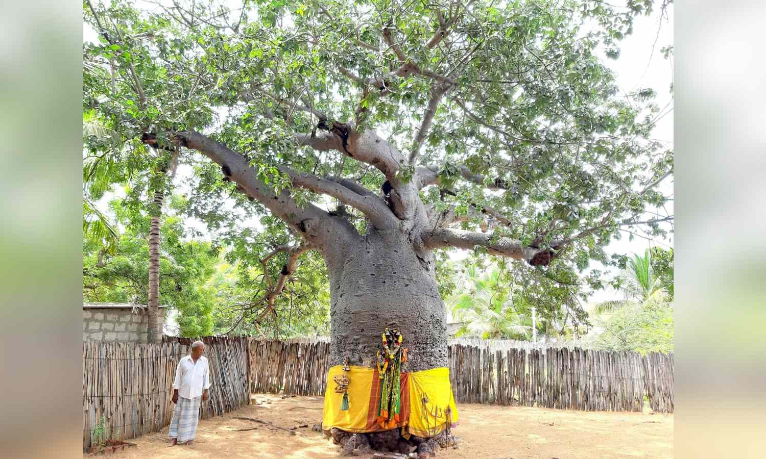 Tamil Nadu: Divine purpose saves Baobab trees from extinction