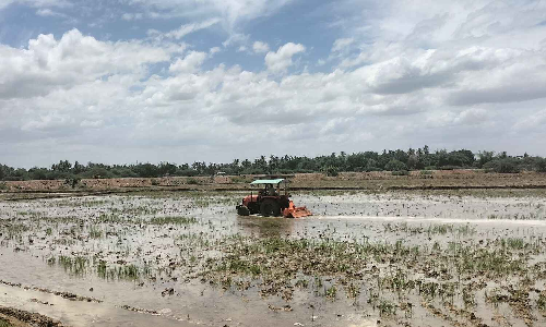 Tamil Nadu: Kuruvai cultivation up by 56% in delta districts