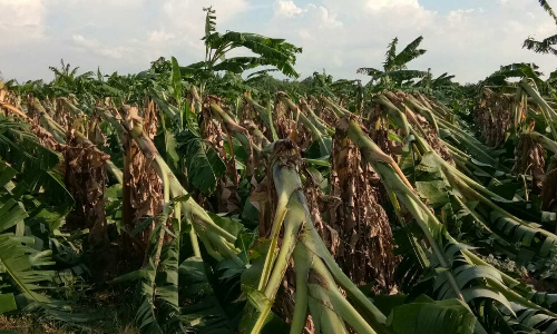 Climate change will drive TN farmers bananas: Report