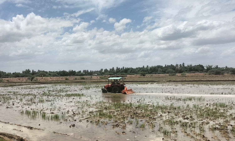 Tamil Nadu: Kuruvai cultivation up by 56% in delta districts