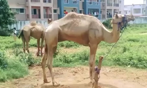Mystery man lures camel away from circus in Thanjavur, search on