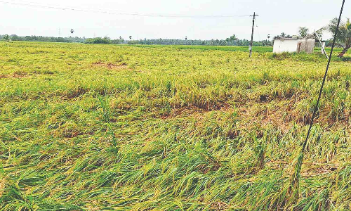 Early kuruvai hit by downpour; 3,000-acre crops damaged in Thanjavur Early kuruvai hit by downpour; 3,000-acre crops damaged in Thanjavur