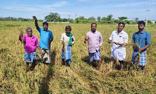 Tamil Nadu: Farmers seek Rs 35k per acre as compensation for crop damage Tamil Nadu: Farmers seek Rs 35k per acre as compensation for crop damage