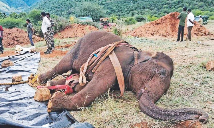 Ailing wild elephant under treatment dies in Coimbatore
