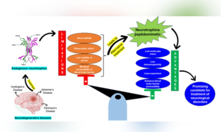 Indian scientists find drugs with potential to treat neurodegenerative disorders
