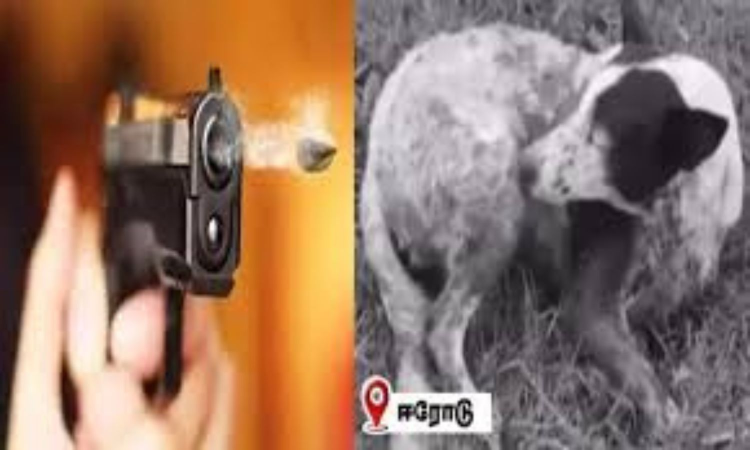 Retired government official arrested for shooting dog in Erode