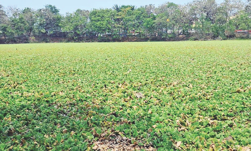 Chennai Citizen Connect: Water hyacinth chokes Perungalathur lake, locals urge immediate action