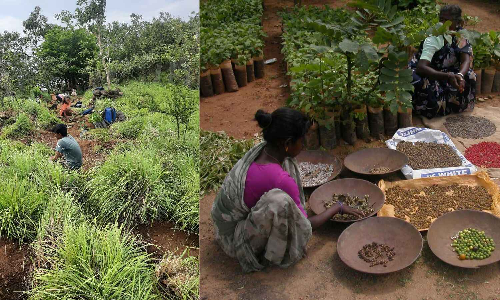 Chennai artist’s two decades of forest restoration eco-art project blooms in Tiruvannamalai