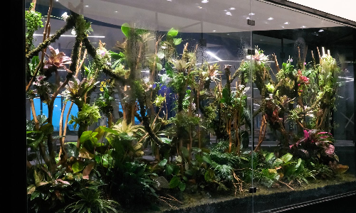 A slice of rainforest in urban Chennai