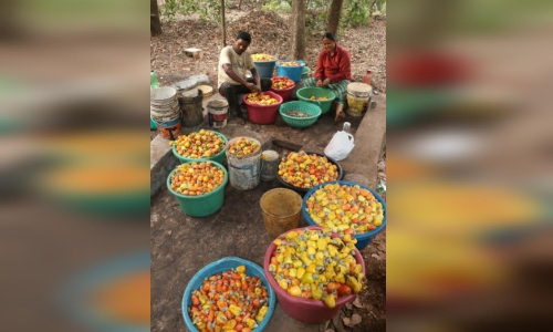 Cashew farmers in Nagapattinam face 50 pc yield loss due to unseasonal rains, pests