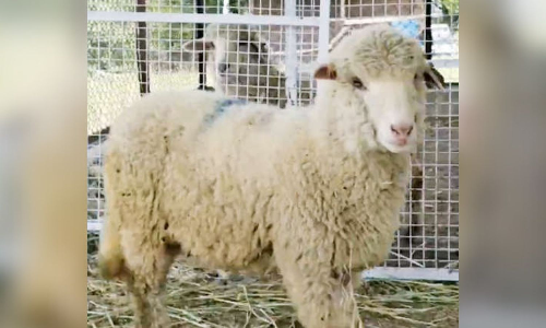 Kashmir agri University produces India’s first gene-edited sheep Kashmir agri University produces India’s first gene-edited sheep