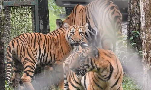 International Tiger Day: TNs Mudumalai records 28% rise in big cat population