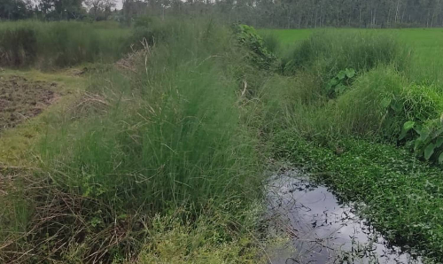 Tamil Nadu: Delta farmers stay sceptical ahead of water release from Mettur