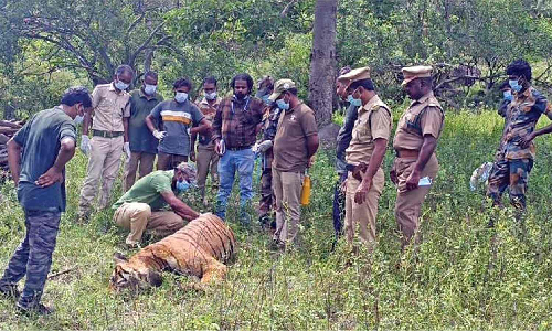 Second Tiger found dead in Mudumalai reserve in three days Second Tiger found dead in Mudumalai reserve in three days