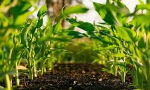 Samunnati raises Rs 50 cr NCD via Wintwealth Platform