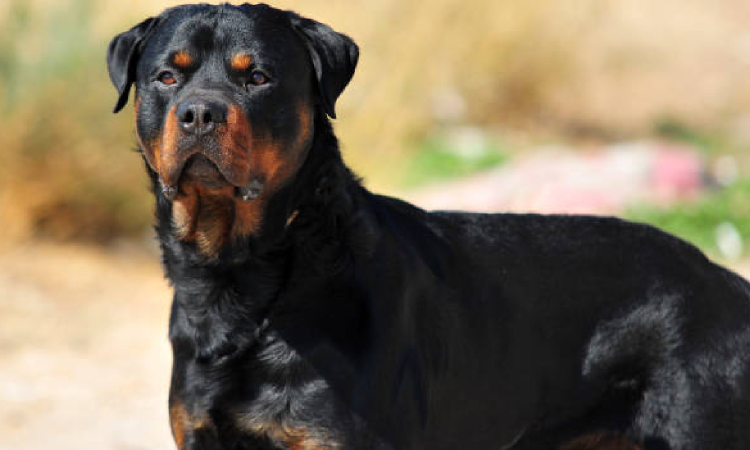 RPFs heroic hound Tiger nabs fleeing suspect, teaches commuter safety at  Chennai Central railway station
