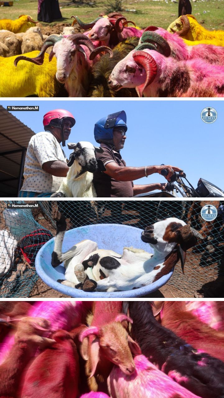 Crowds throng Retteri goat market ahead of Bakrid