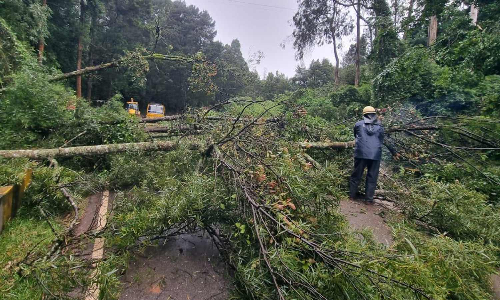 Tamil Nadu: Rampant use of herbicides blamed for surge in tree falls