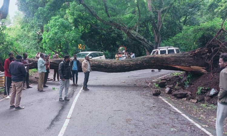 Tamil Nadu: Exotic trees are more prone to falling in the Nilgiris