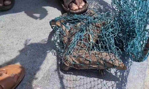 Monitor lizard invades Kancheepuram school classroom during lunch, sparks panic