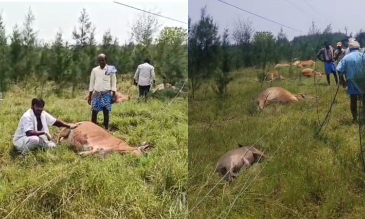 More than 10 cattle electrocuted in Acharapakkam More than 10 cattle electrocuted in Acharapakkam