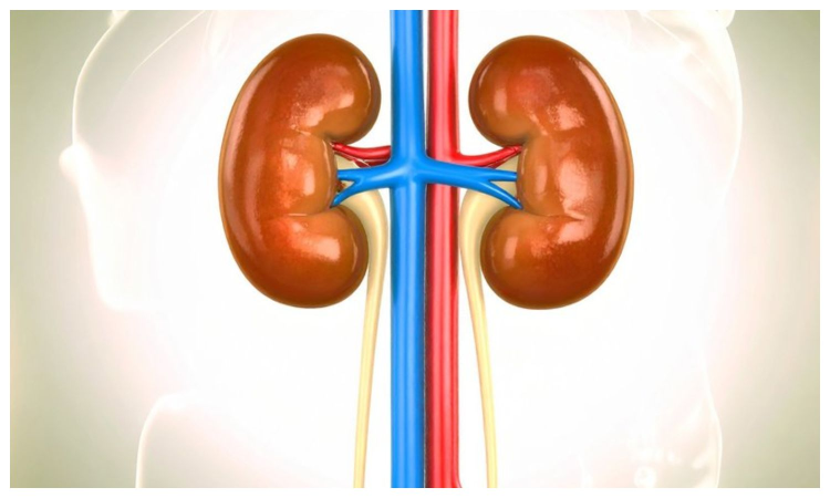 Prior Covid vaccination proved beneficial for acute kidney injury patients: Study