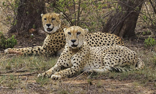 5 Kuno cheetahs spotted near dam in MPs Morena; video goes viral