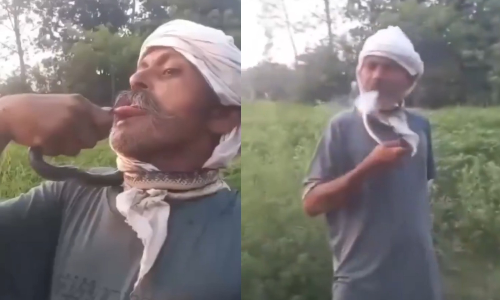 UP man attempts to kiss snake for social media reel, lands in ICU