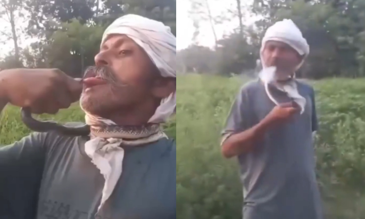 UP man attempts to kiss snake for social media reel, lands in ICU