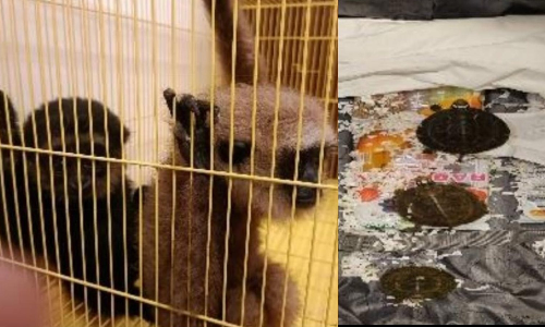 Rare African monkeys, tortoises seized at Chennai Airport; passenger arrested