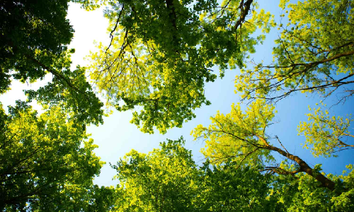 Does Chennai know how many trees it has? Does Chennai know how many trees it has?