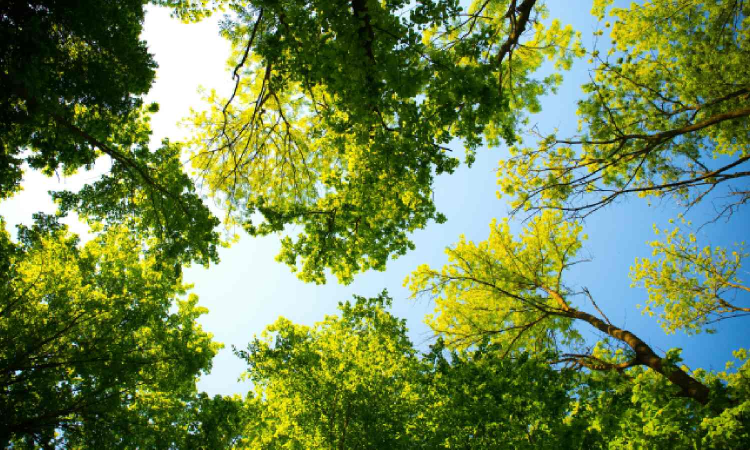 Does Chennai know how many trees it has?